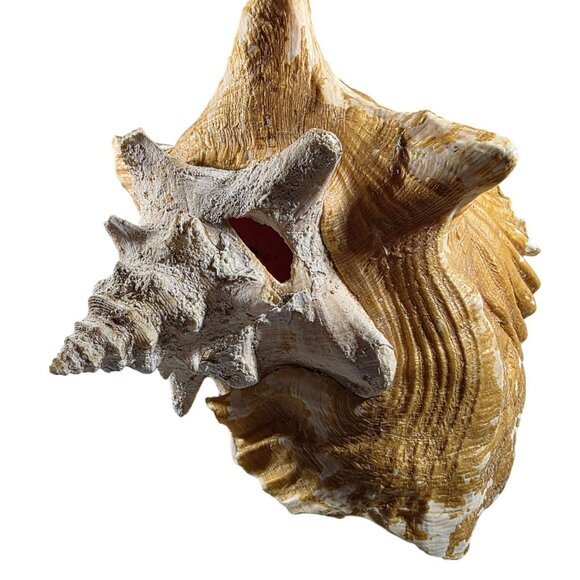 Large Natural Brown & White Conch Sea Shell Decorative Accent beachcore vacation - Picture 2 of 7